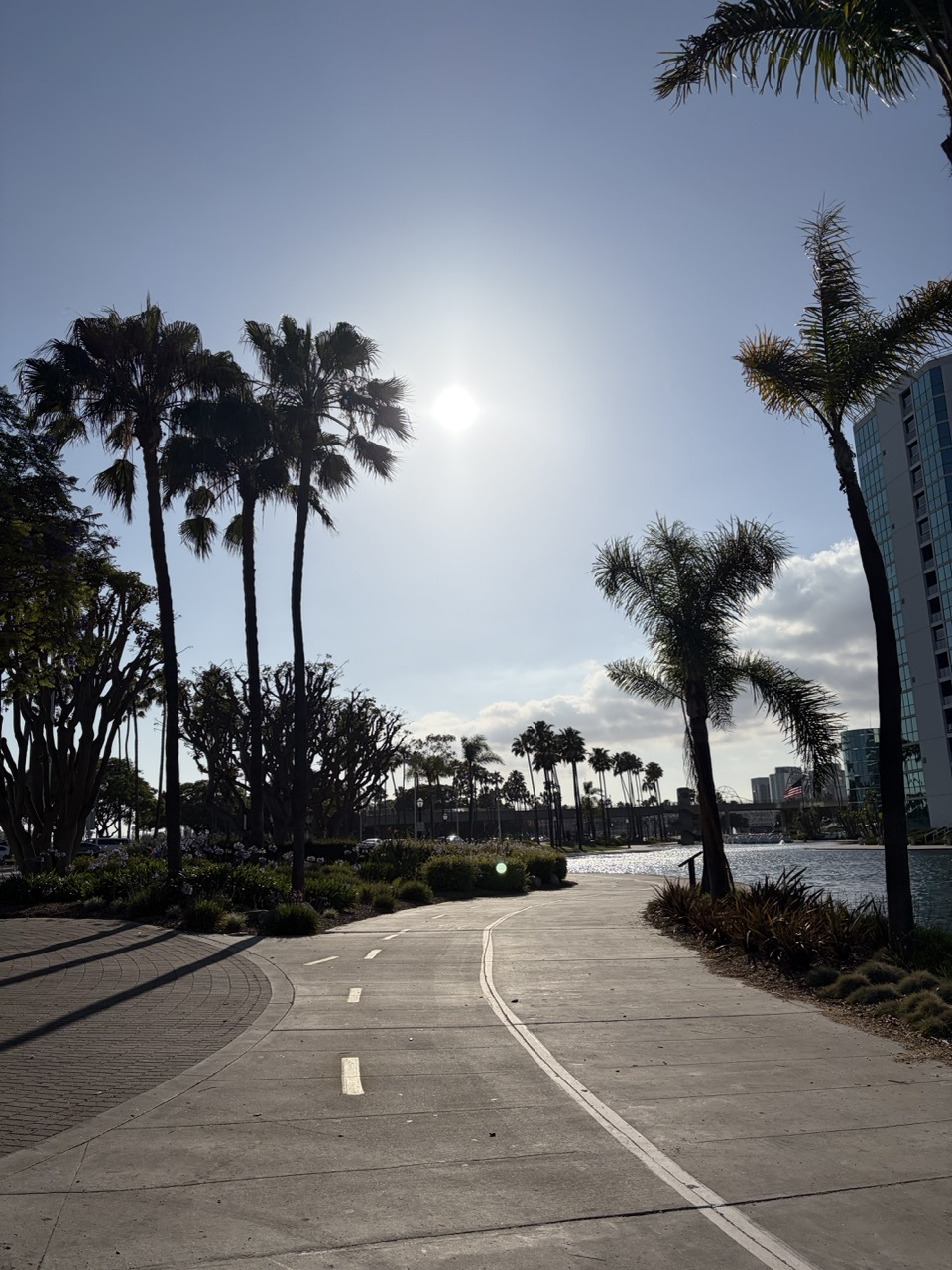 Palm trees and the path by the water in Long Beach